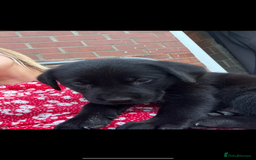 Mixed Breed dogs for sale: 6 black Newfoundland cross Labrador Puppies  - Image 2