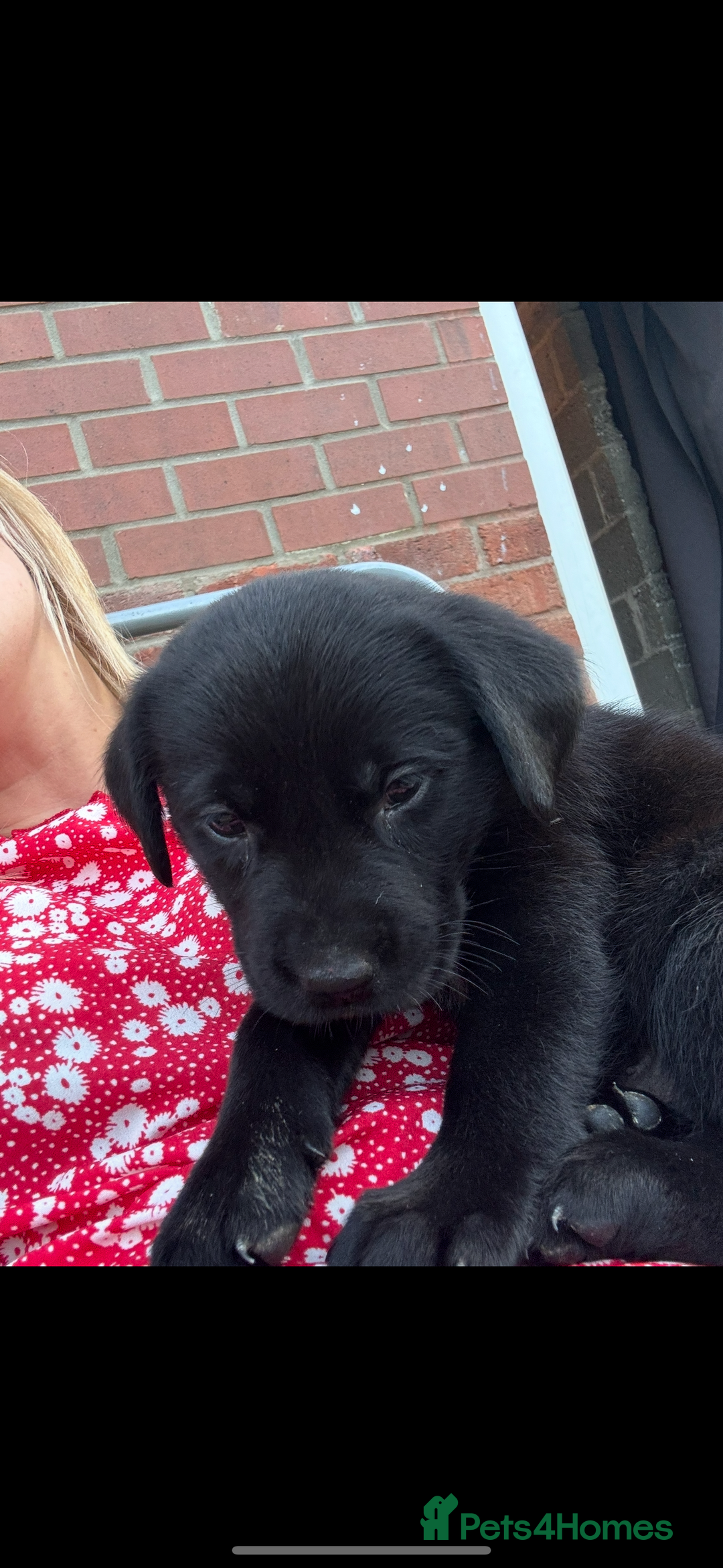 Mixed Breed dogs for sale: 6 black Newfoundland cross Labrador Puppies  - Image 2