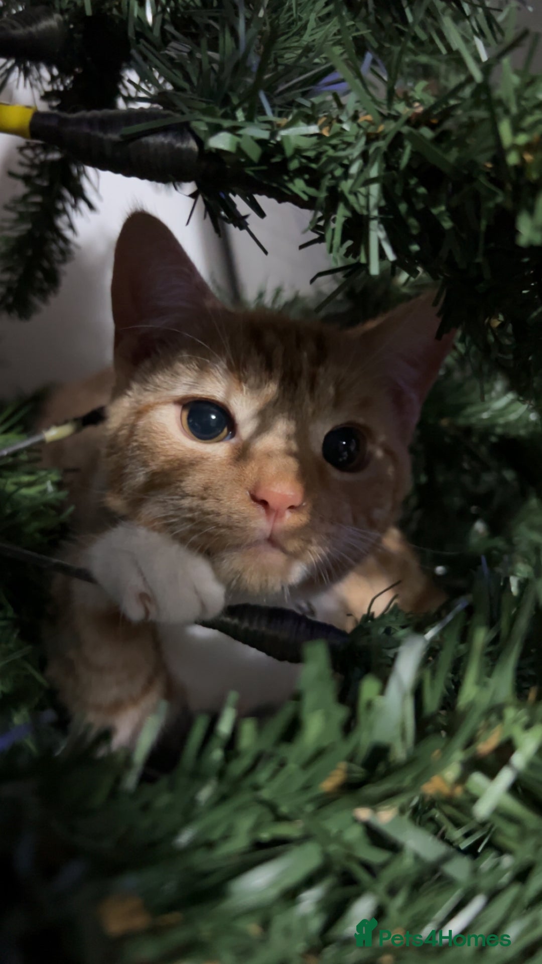 Mixed Breed cats for sale: 8month old male kitten - Advert 5