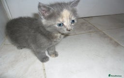 Mixed Breed cats for sale: 5 Beautiful kittens for sale  - Image 11