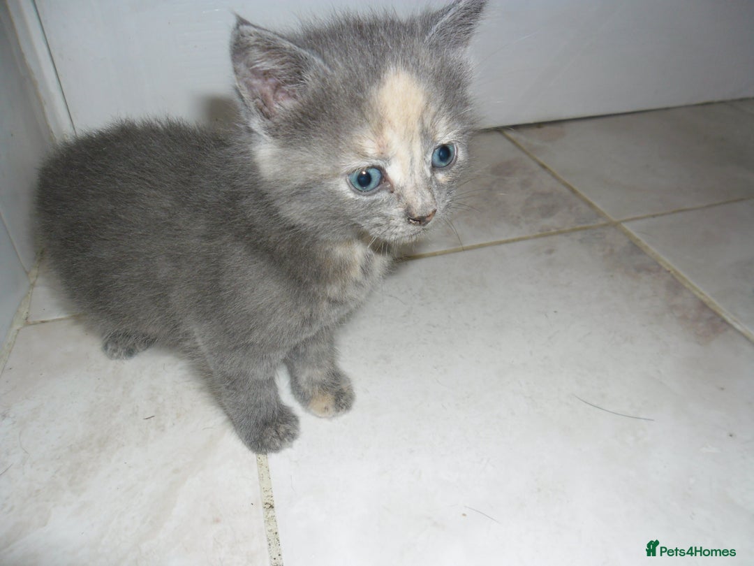 Mixed Breed cats for sale: 5 Beautiful kittens for sale  - Image 11