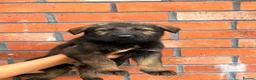 German Shepherd dogs for sale: Exceptional Czech German Shepherd WorkingLine Pups - Advert 3