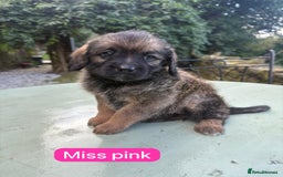 Mixed Breed dogs for sale: Outstanding Mini Saint Bernadoodle Puppies  - Image 14