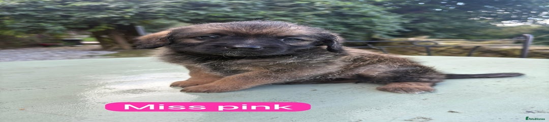Miss Pink