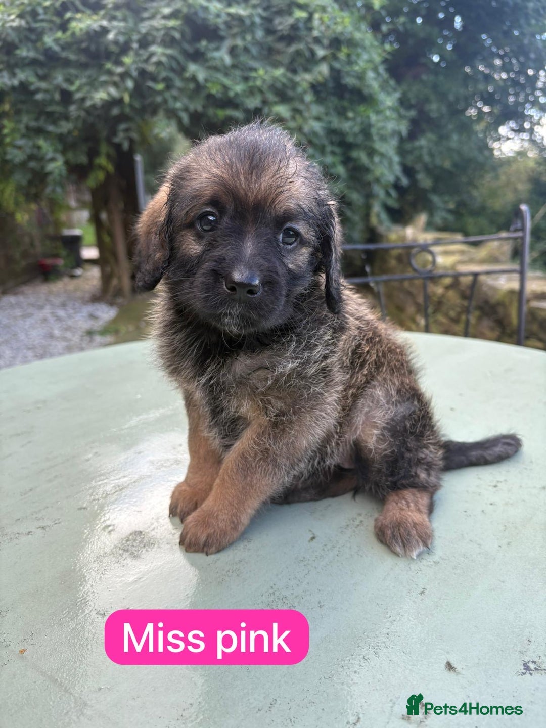 Mixed Breed dogs for sale: Outstanding Mini Saint Bernadoodle Puppies  - Image 14