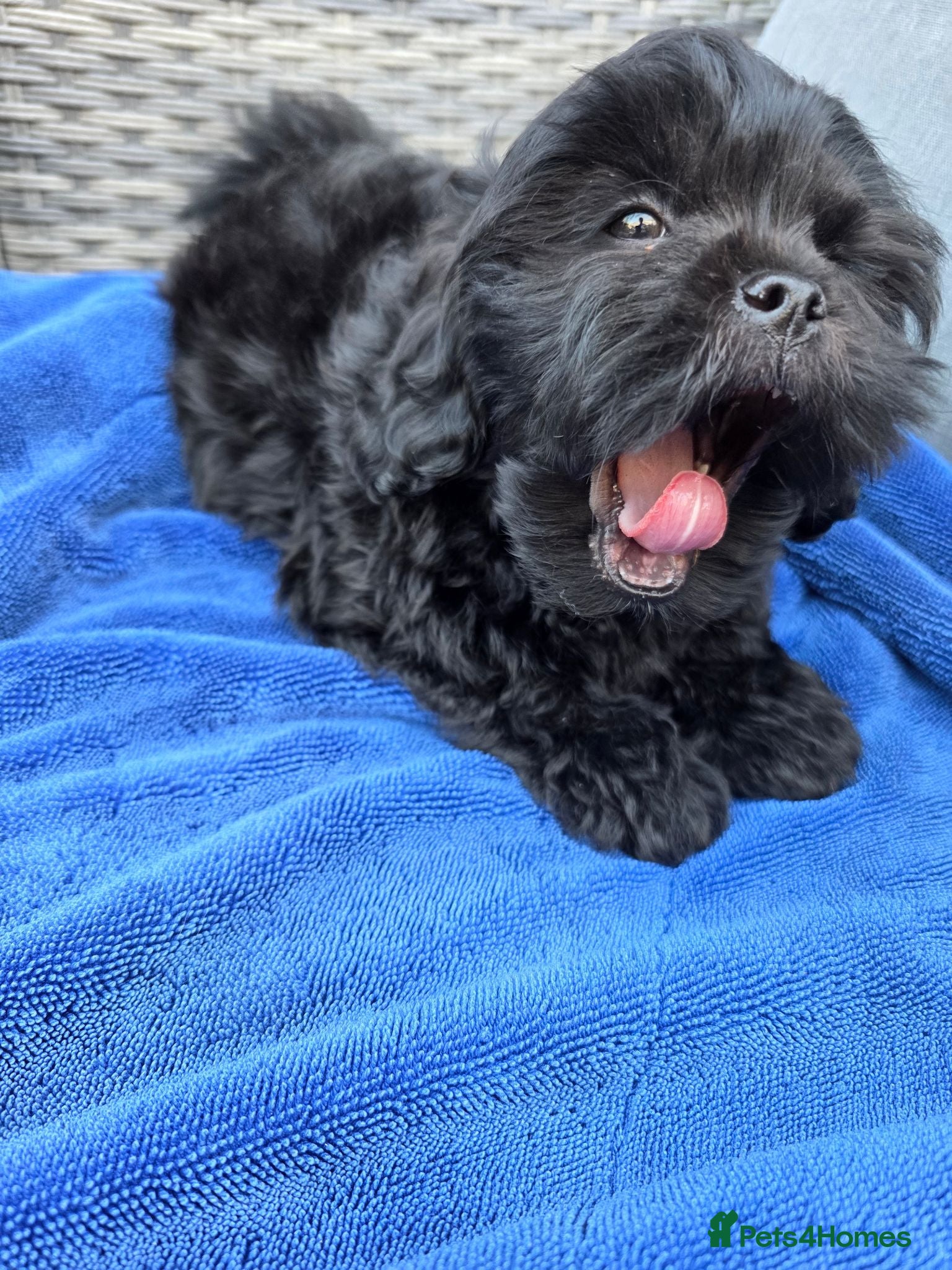Shihpoo dogs Male puppy  - Advert 2