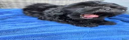 Shihpoo dogs for sale: Male puppy  - Advert 4