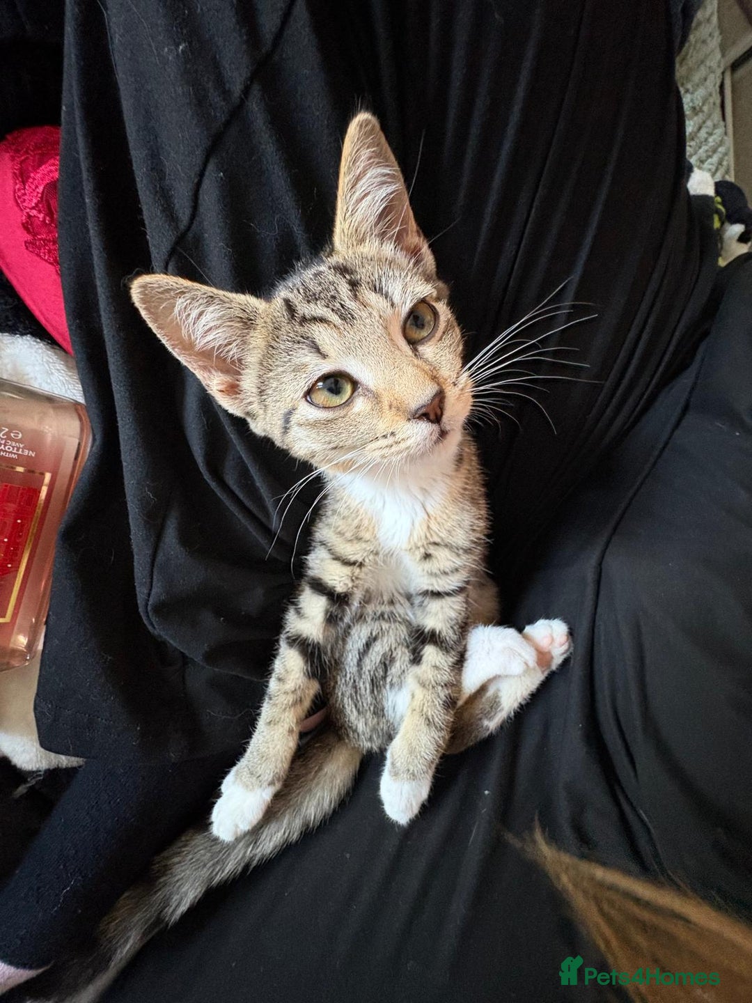 Mixed Breed cats for sale: Kitten For Adoption - Image 3