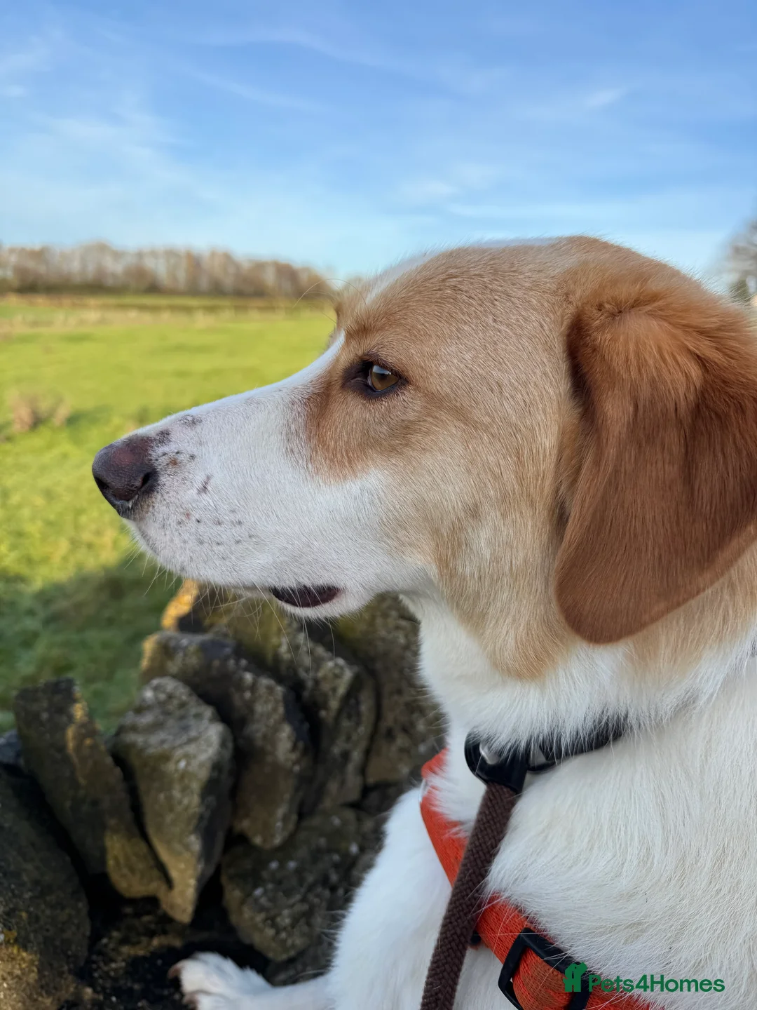 Mixed Breed dogs for adoption: 💙🩵NOW ADOPTED 🩵💙 - Advert 14