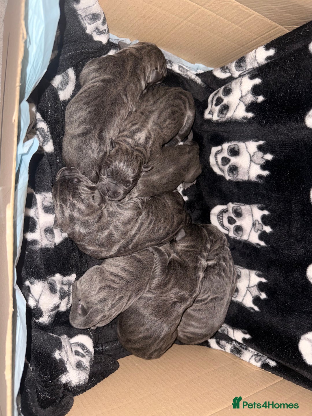 Cane Corso dogs for sale: Beautiful blue cane corsos - Advert 2