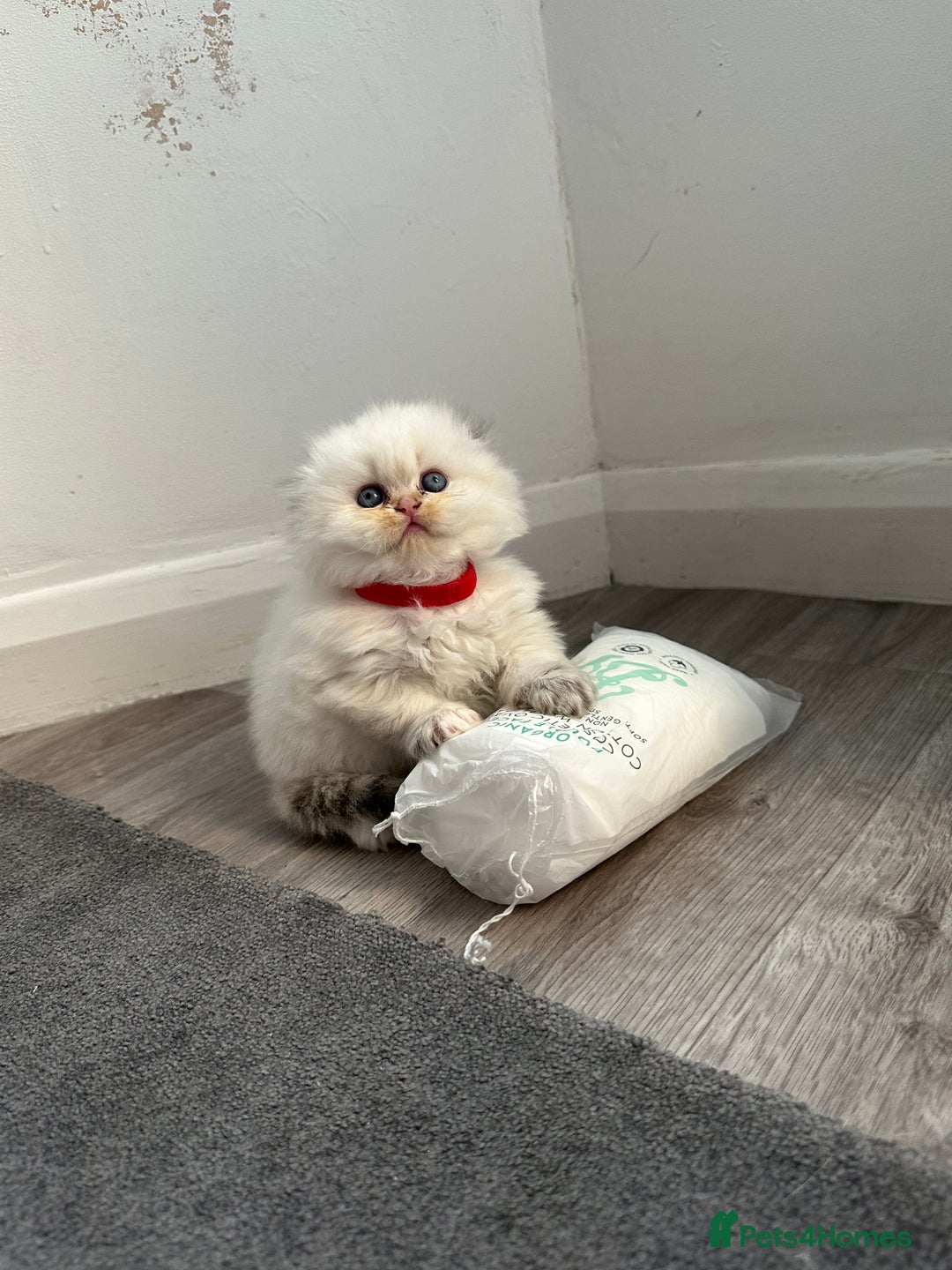 Scottish Fold cats for sale: Scottish fold Kitten Healthy &Loving - Advert 28