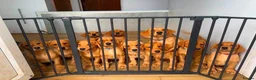 Labrador Retriever dogs for sale: working line Labrador retriever  - Advert 1
