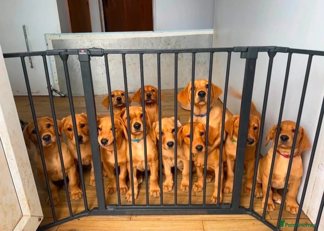 Labrador Retriever dogs for sale: working line Labrador retriever  - Advert 1