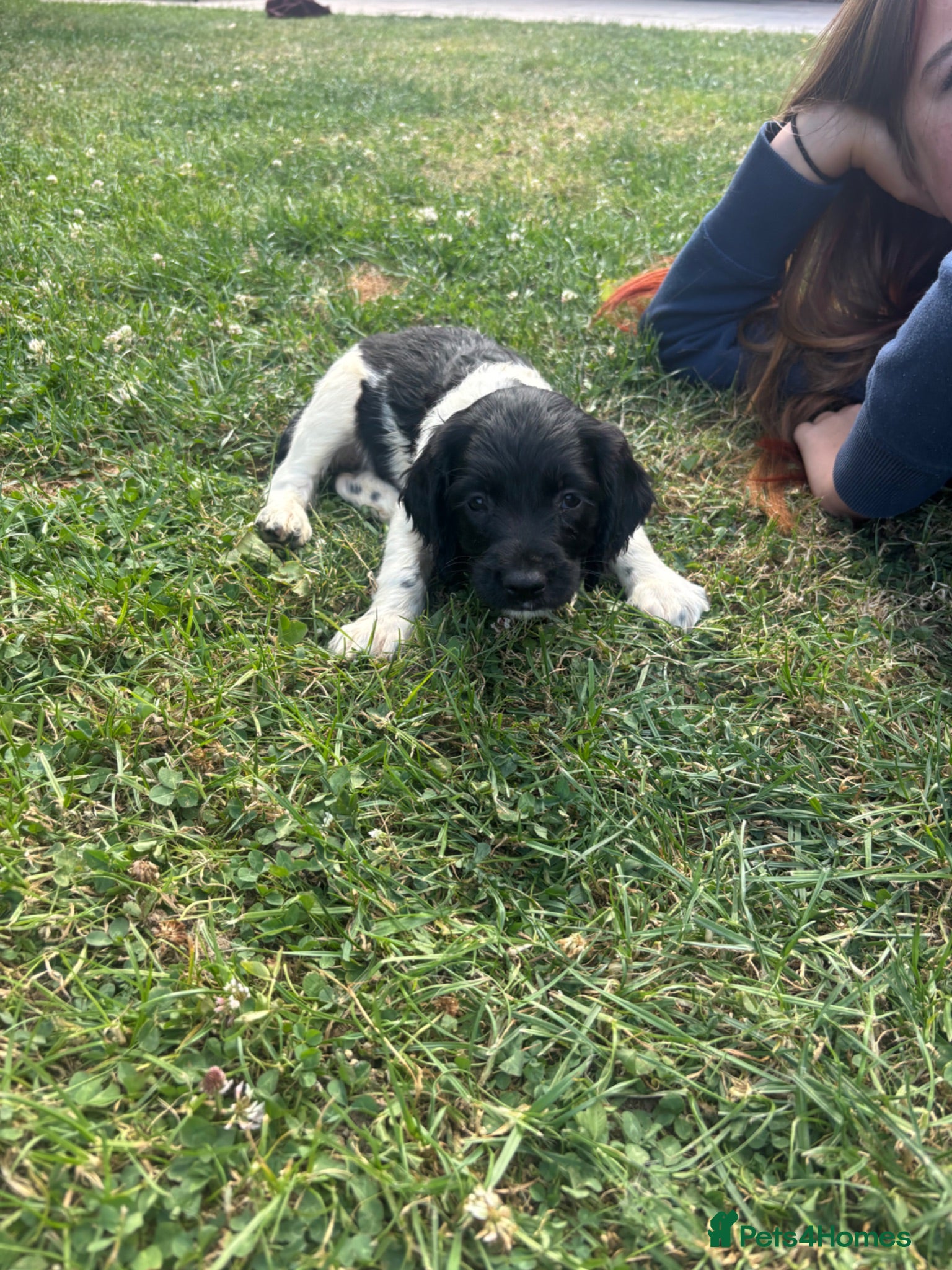 English Springer Spaniel dogs Ready for their new home Springer Spaniel Puppies  - Advert 2