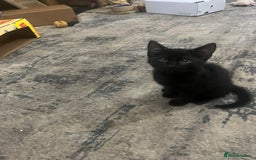 Scottish Fold cats for sale: Scottish fold X kittens for sale  - Image 17
