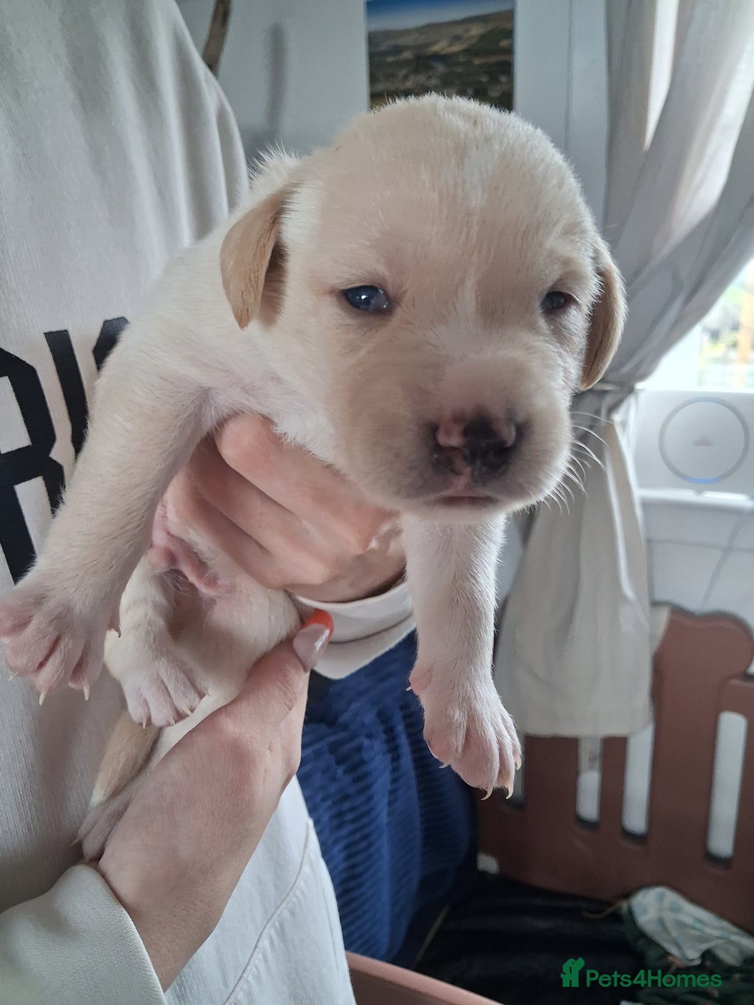 Borador dogs for sale: Borador puppies - Image 14