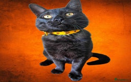 Egyptian Mau cats for sale: Beautiful Male Egyptian Mau x Kitten for Rehoming - Image 1