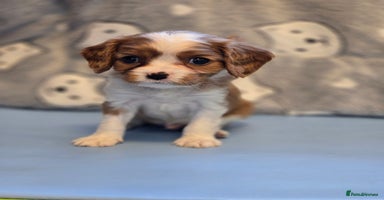 Cavalier King Charles Spaniel dogs - Advert 10