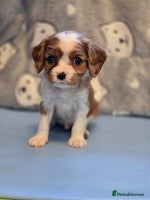 Cavalier King Charles Spaniel dogs - Advert 8