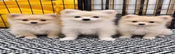 Pomeranian dogs for sale: Pomeranian puppies ready now  - Advert 6