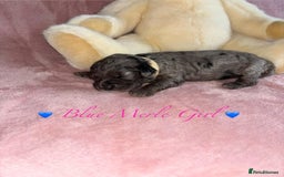 Cavapoo dogs for sale: BEAUTIFUL CAVAPOO PUPPIES HEALTH TESTED PARENTS  - Image 36