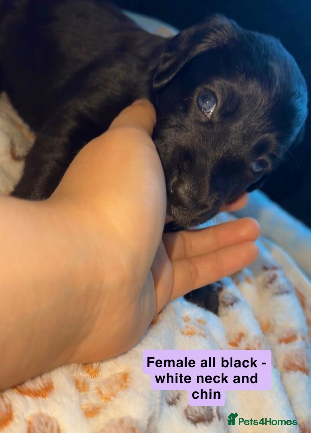 Mixed Breed dogs for sale: BLUE EYED RARE Genetic Merle Sprollies - Advert 12