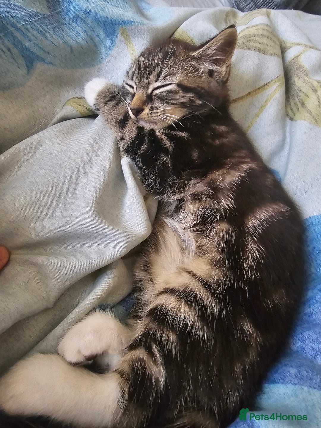 Munchkin cats for sale: Cute addorable kitten ready to leave immediately  in London - Image 27