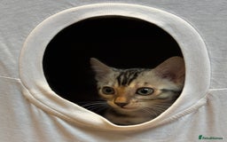 Bengal cats for sale: Female Bengal kitten available now - Image 8