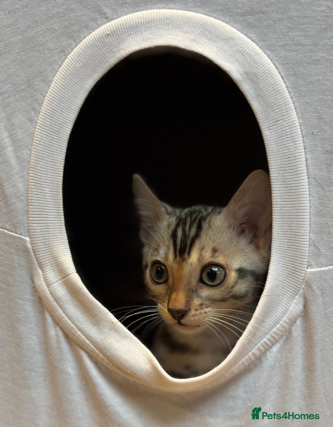 Bengal cats for sale: Female Bengal kitten available now - Image 8
