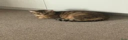 Bengal cats for sale: Playful Bengal -Lululemon  - Advert 4