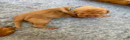 Hungarian Vizsla dogs for sale: 5 handsome hungarian vizsla puppies for sale - Advert 27