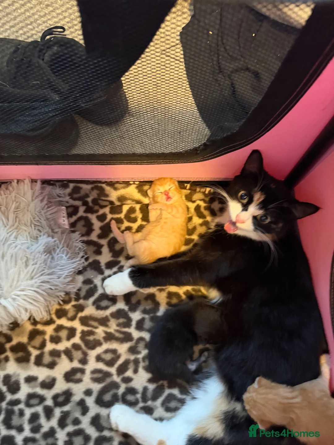 Mixed Breed cats for sale: Ginger boy kitten - Advert 1
