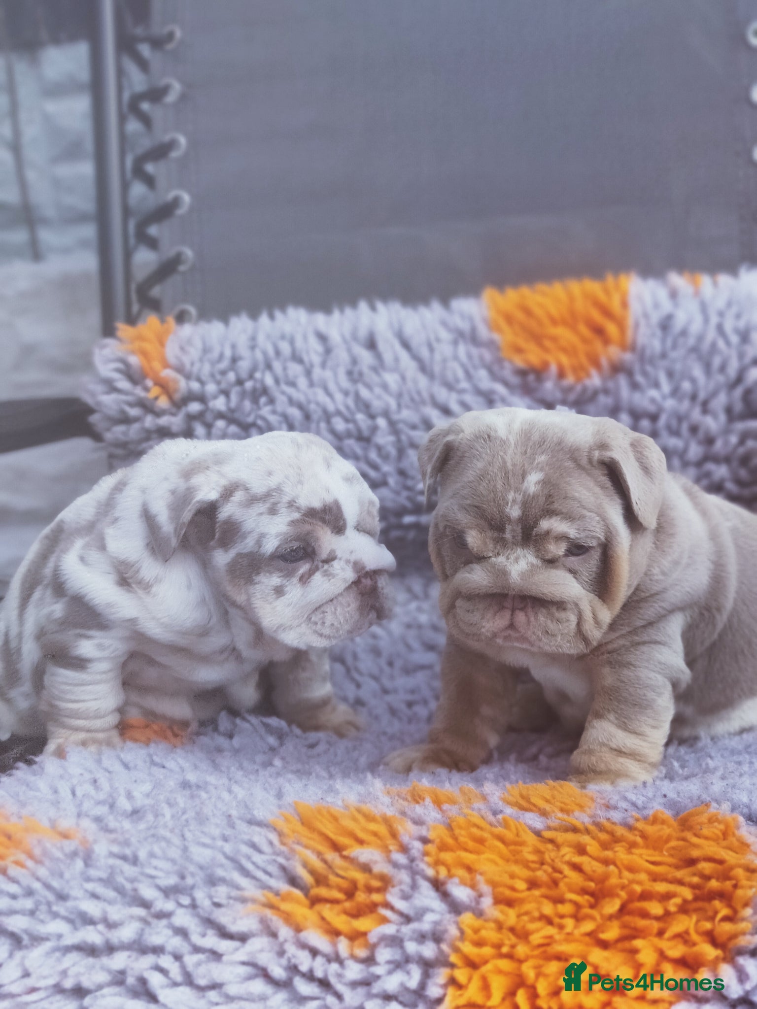 English Bulldog dogs  Merle English bulldogs ready  - Advert 1
