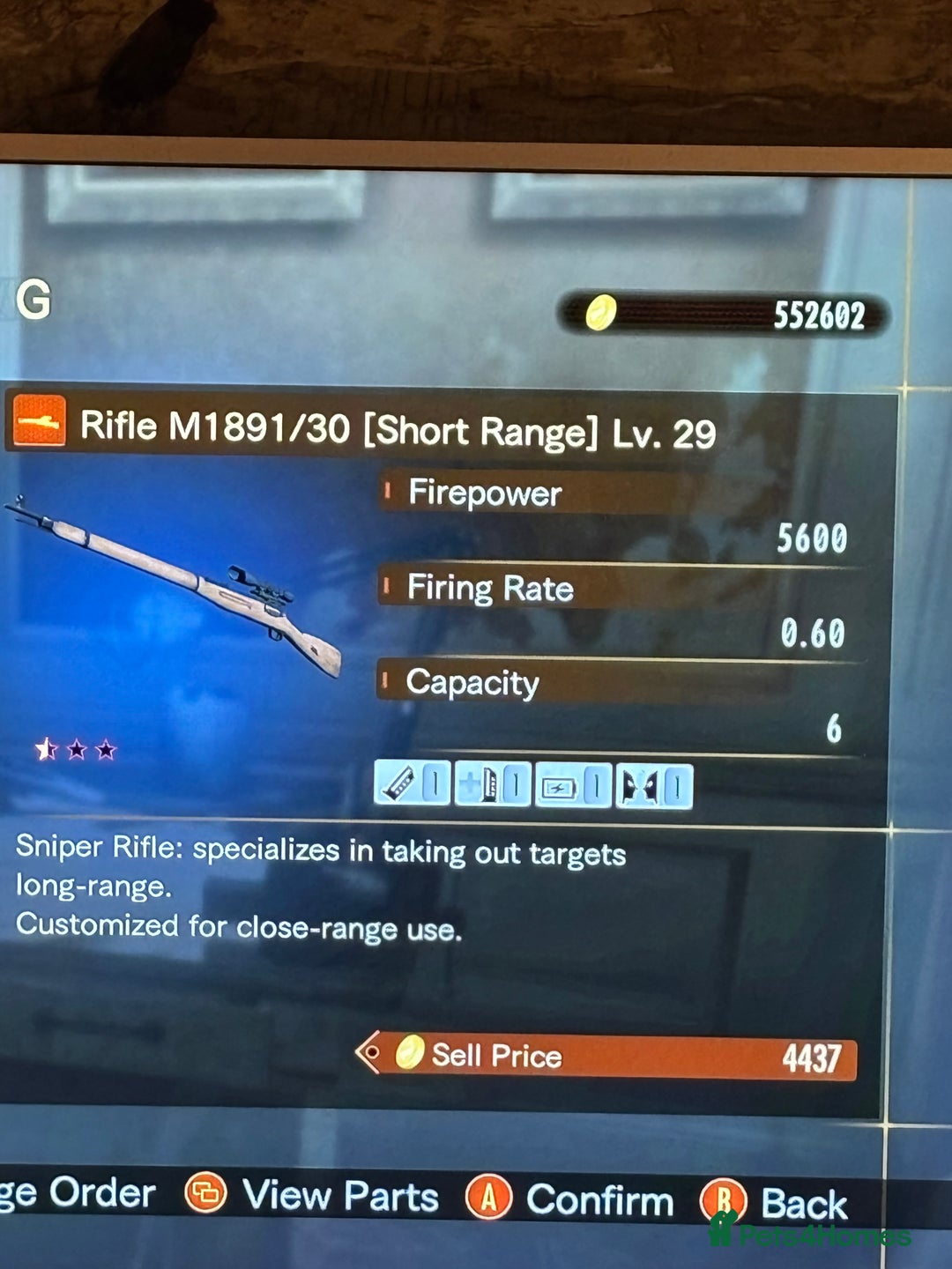 Mixed Breed cats for sale: Mixed Maine Coon & Randall Mix - Advert 10