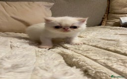 Exotic cats for sale: Outstanding exotic kittens  - Image 22