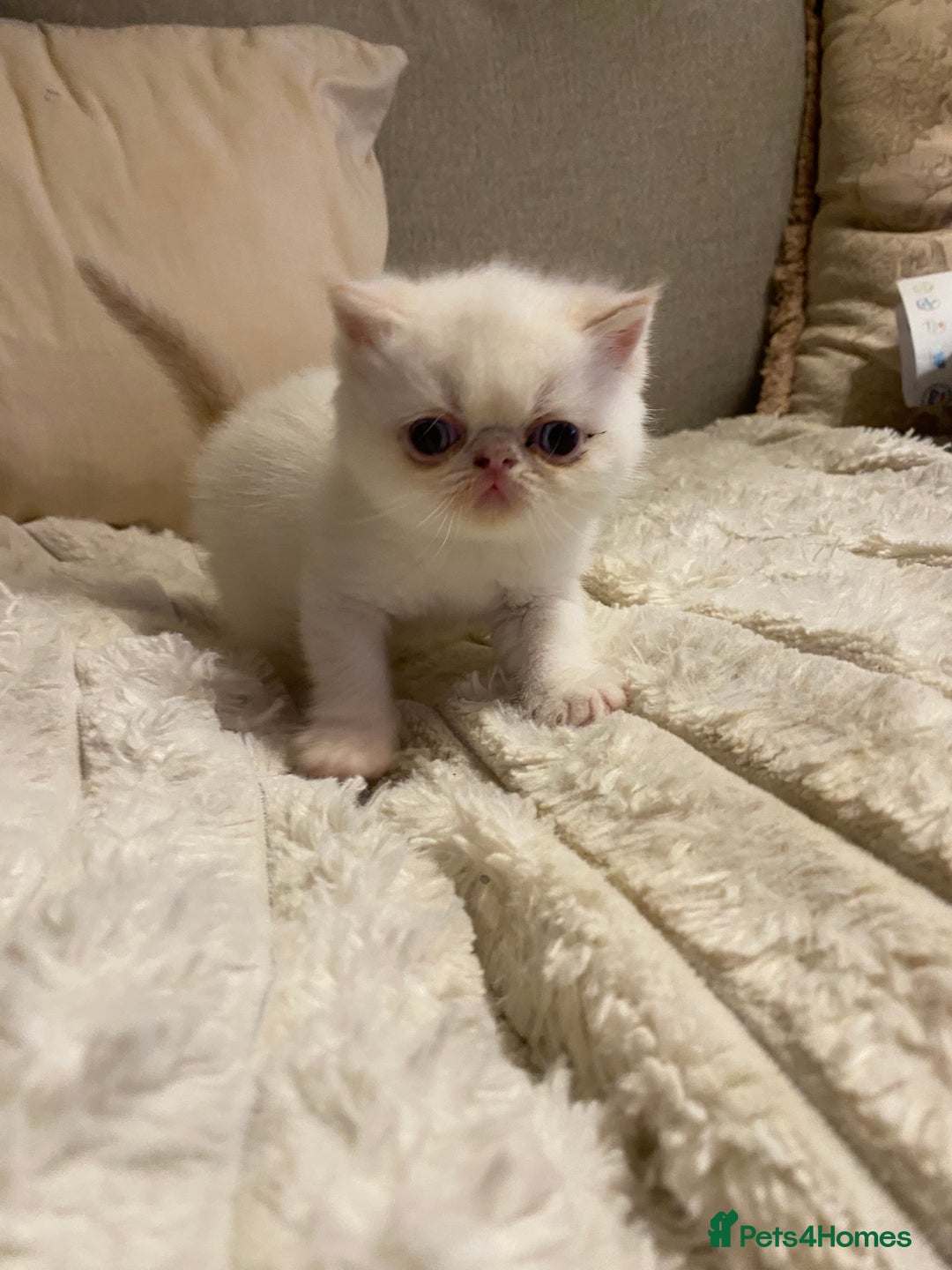 Exotic cats for sale: Outstanding exotic kittens  - Image 22
