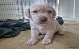 Labrador Retriever dogs for sale: 2 Beautiful KC Labrador girls - Image 2