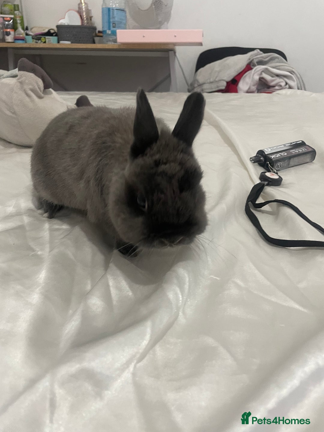Netherland Dwarf rabbits for sale: Charlie Netherlands dwarf bunny  - Image 3