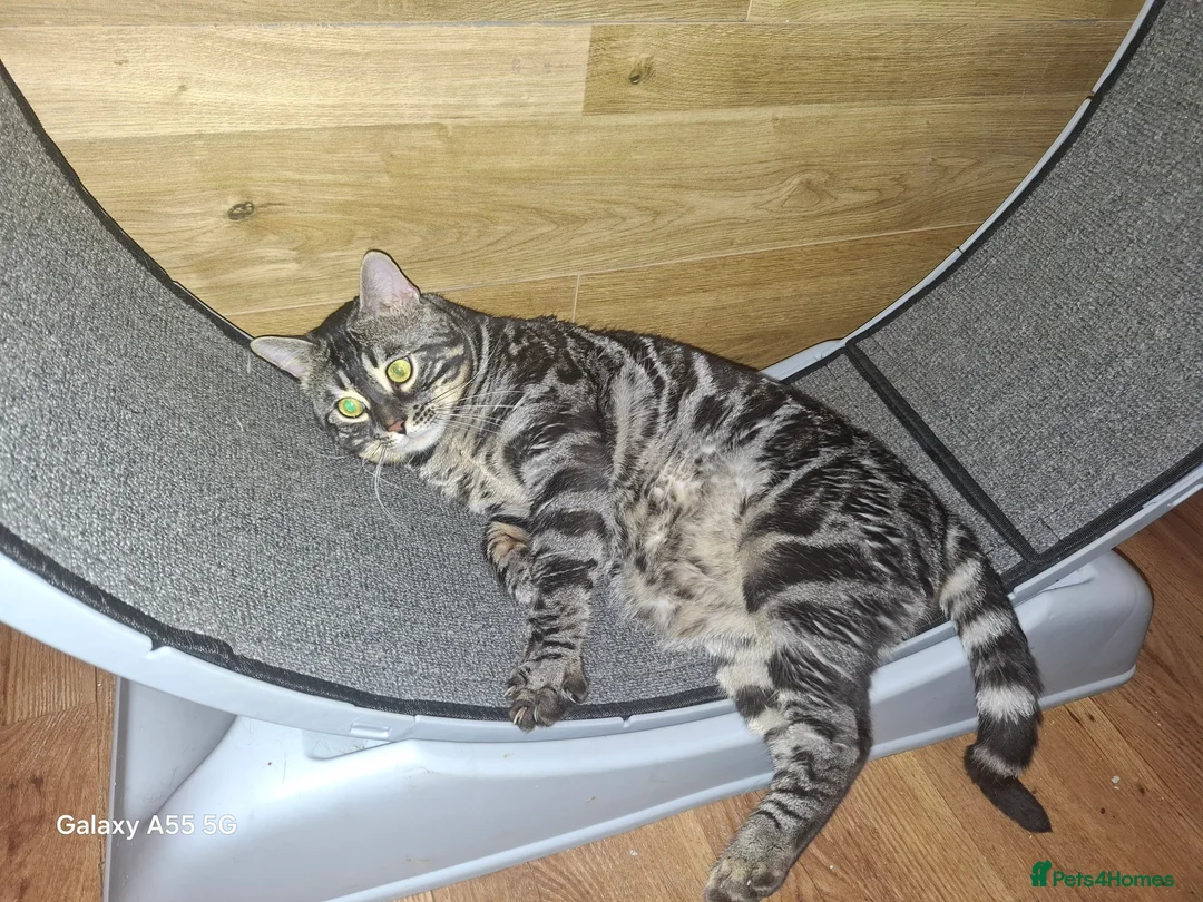 Bengal cats for stud: OUTSTANDING SILVER CHARCOAL BENGAL STUD - Advert 1