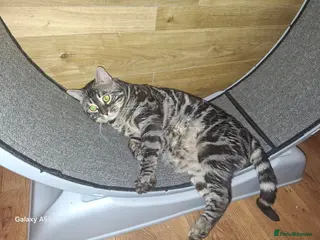 Bengal cats OUTSTANDING SILVER CHARCOAL BENGAL STUD - Advert 4