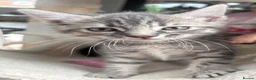 Mixed Breed cats for sale: Grey tabby girl in St Albans - Advert 8