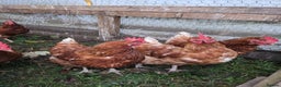 Chickens poultry for sale: Hybrid Laying hens Lohman Browns - Advert 6