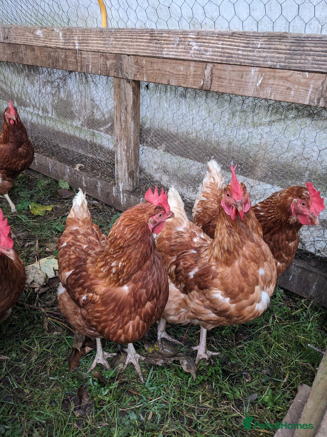 Chickens poultry for sale: Hybrid Laying hens Lohman Browns - Advert 6
