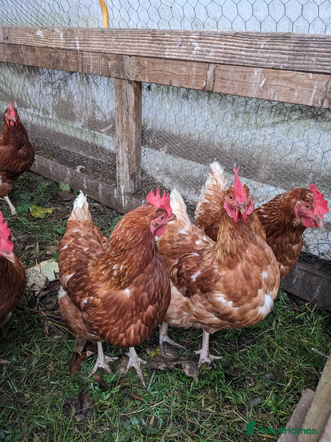 Chickens poultry for sale: Hybrid Laying hens Lohman Browns - Advert 6