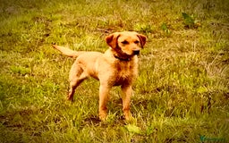 Labrador Retriever dogs for sale: Labrador retriever  - Image 4
