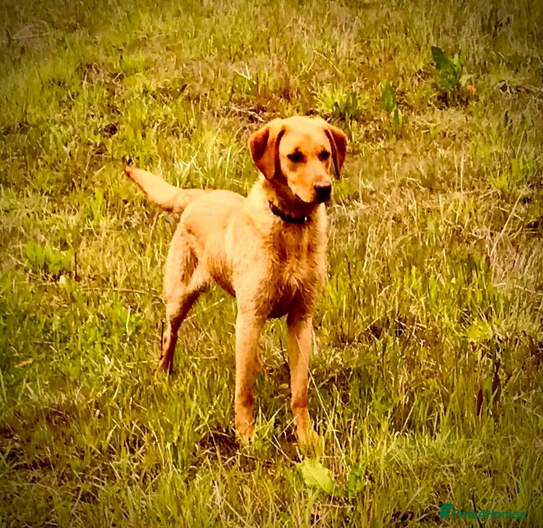 Labrador Retriever dogs for sale: Labrador retriever  - Image 4