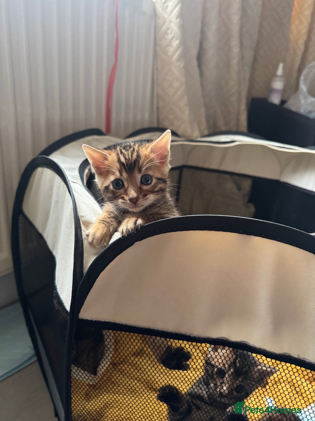 Bengal cats for sale: 💕 Pedigree Rosetted bengal kittens 💕 - Advert 22