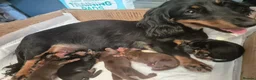 Miniature Dachshund dogs for sale: Miniature dashaund for sale  in Telford - Advert 2