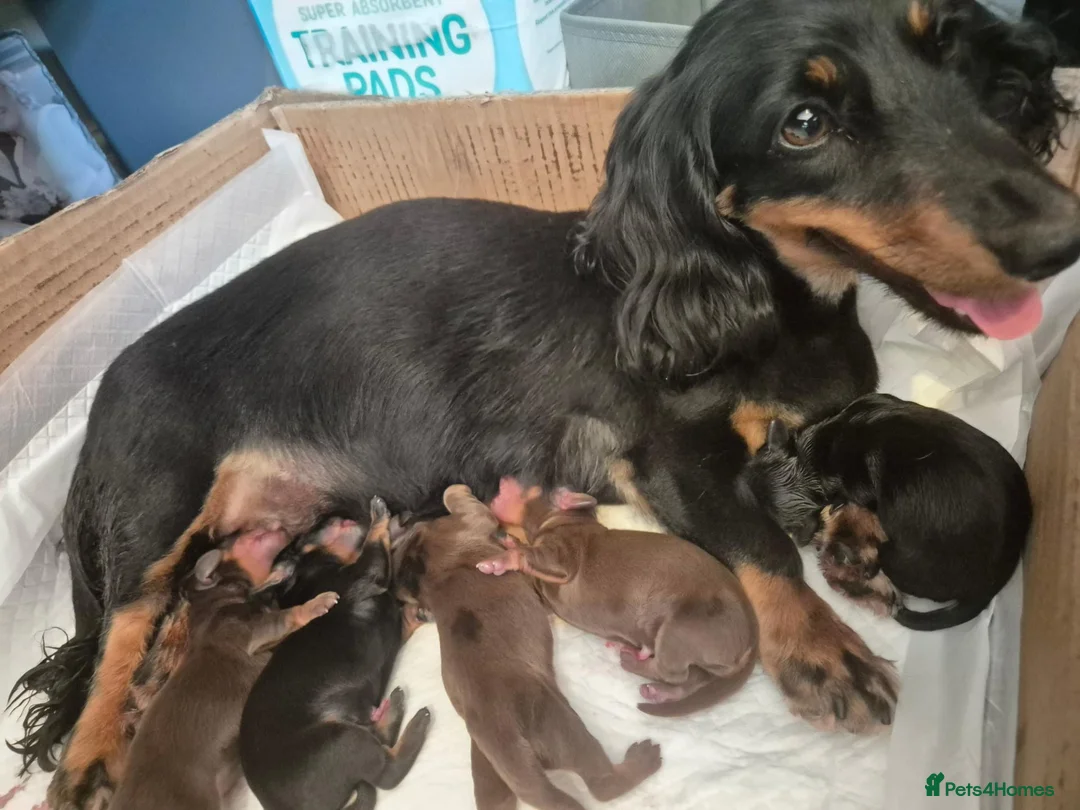 Miniature Dachshund dogs for sale: Miniature dashaund for sale  in Telford - Advert 2
