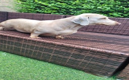 Dachshund dogs for sale: Lili  - Image 1